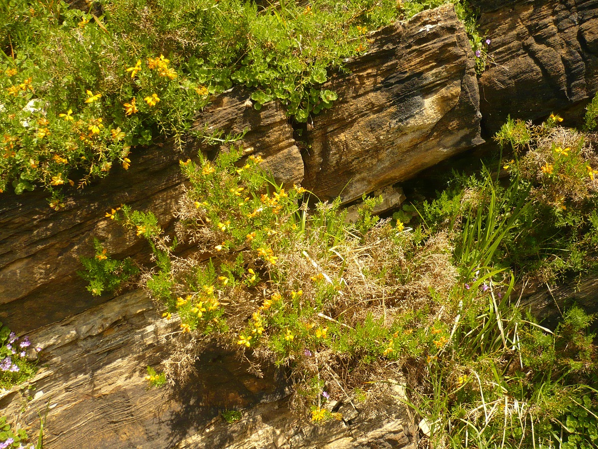 Genista hispanica subsp. occidentalis (Fabaceae)